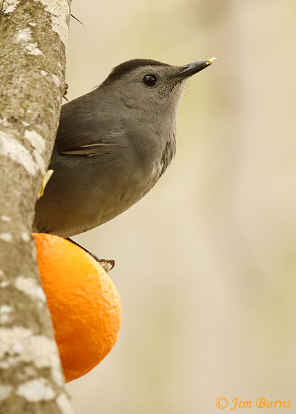 Gray Catbird on orange--9350