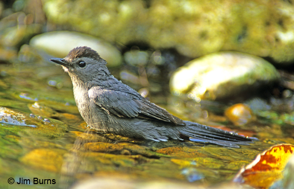 Gray Catbird bathing