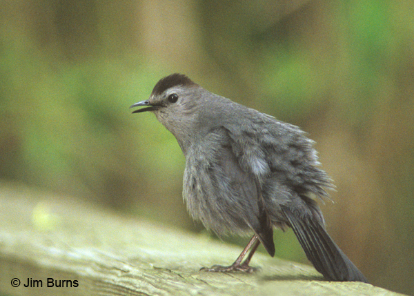 Gray Catbird puffed up and feeling it