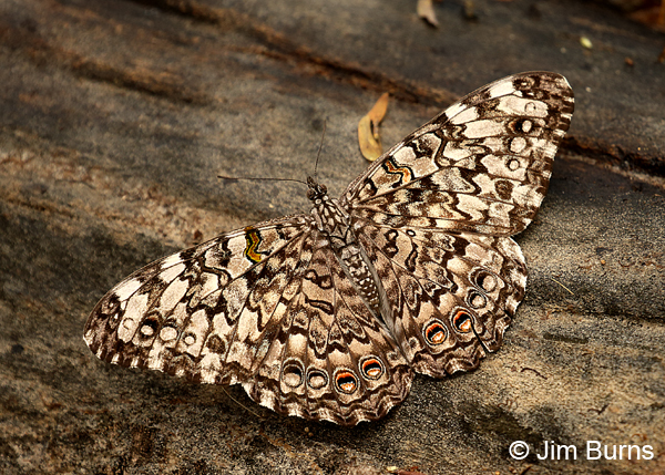 Gray Cracker, Texas