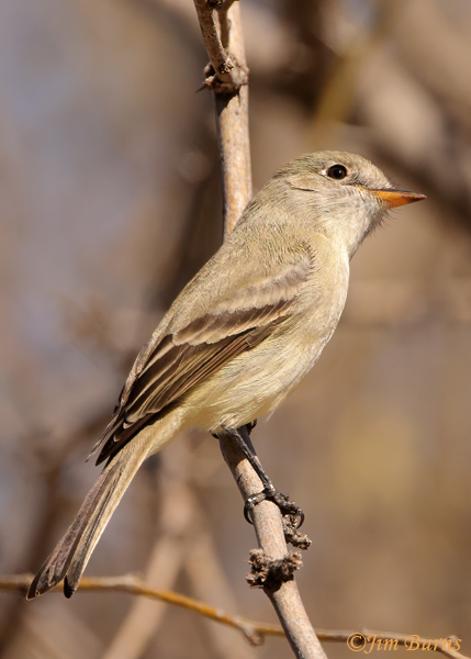Gray Flycatcher portrait showing diagnostic lower mandible patttern and short primary extension--0762