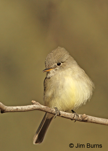 Gray Flycatcher lower mandible