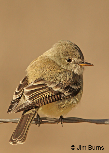Gray Flycatcher short primary extension