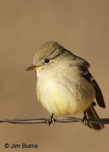 Gray Flycatcher