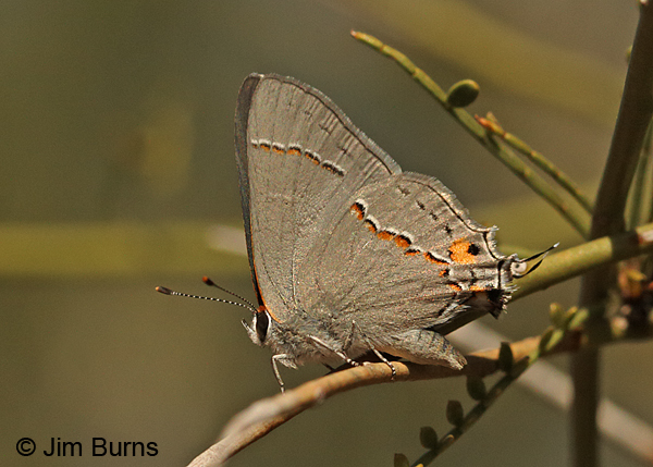 Gray Hairstreak, Arizona