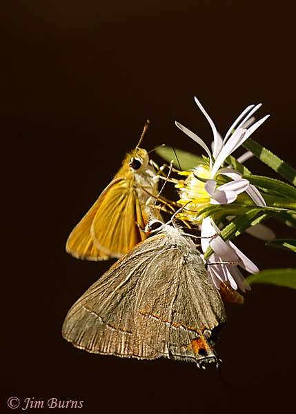 Gray Hairstreak with Orange Skipperling, Arizona--0806