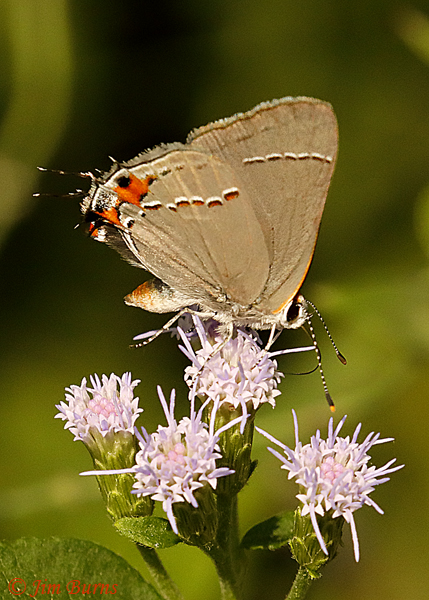 Gray Hairstreak, Texas--2796