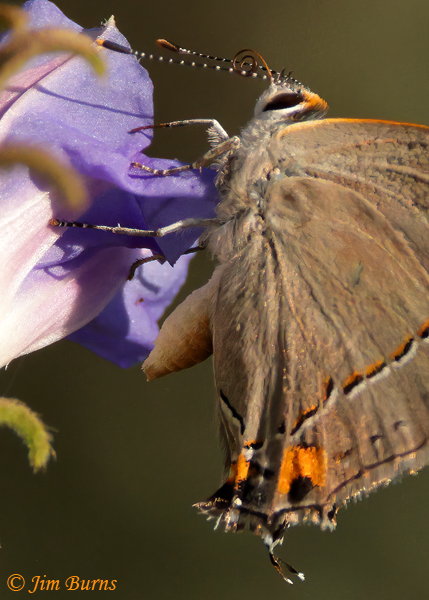 Gray Hairstreak on Morning Glory, Arizona--4194