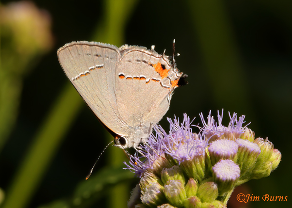 Gray Hairstreak, Arizona--4918