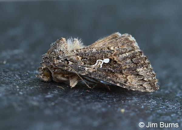 Gray Looper Moth, Arizona