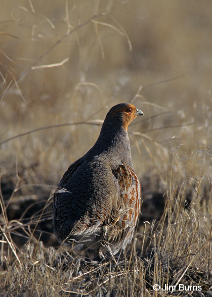 Gray Partridge