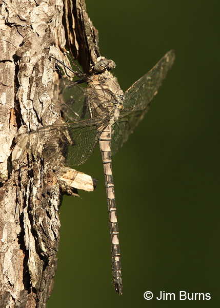 Gray Petaltail female, Reynolds Co., MO, June 2016