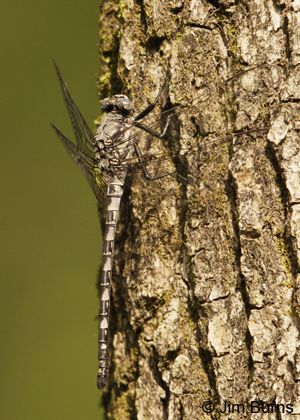 Gray Petaltail male, Montgomery Co., AR, May 2013
