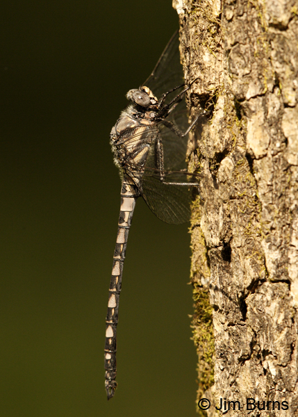Gray Petaltail male profile, Montgomery Co., AR, May 2013