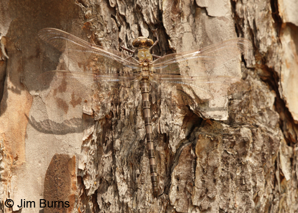 Gray Petaltail teneral female dorsal view, Angelina Co., TX, April 2013