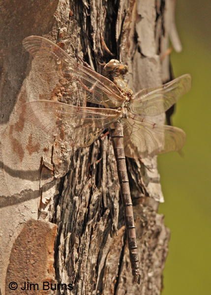 Gray Petaltail teneral female dorsolateral view, Angelina Co., TX, April 2013