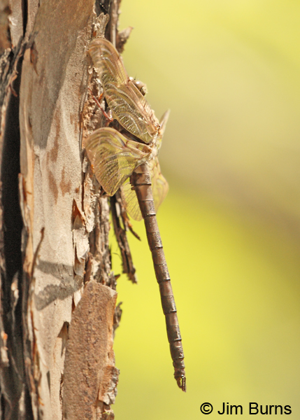 Gray Petaltail teneral female lateral view, Angelina Co., TX, April 2013