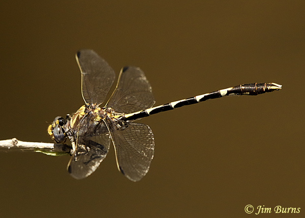 Gray Sanddragon male, Pinal Co., AZ, May 2019--2499