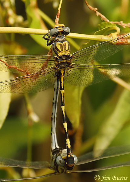 Gray Sanddragon pair in wheel, Pinal Co., AZ, September 2019--6466