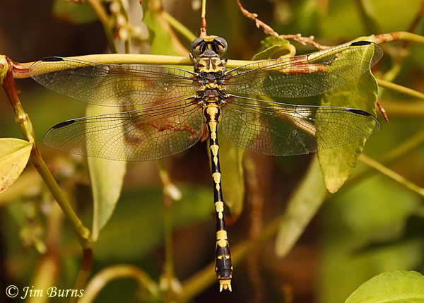 Gray Sanddragon male dorsal view camouflage in habitat, Pinal Co., AZ, September 2019--6468