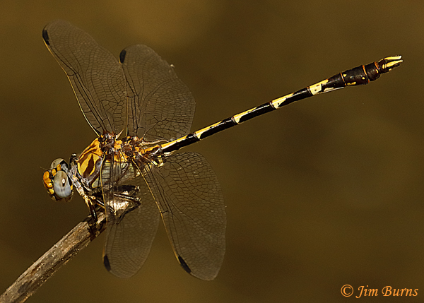 Gray Sanddragon male, Pinal Co., AZ, October 2019--7307