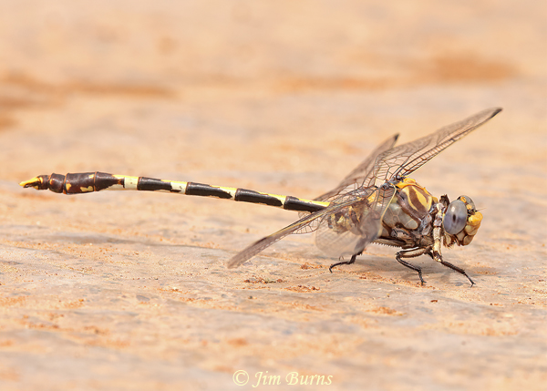 Gray Sanddragon male, Maricopa Co., AZ, July 2021--0655