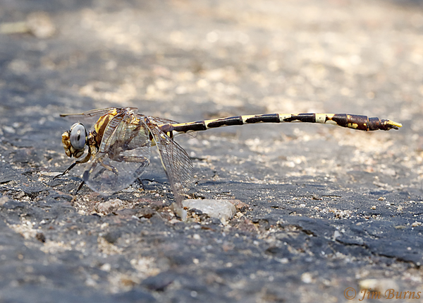 Gray Sanddragon male, Maricopa Co., AZ, September 2018--1156