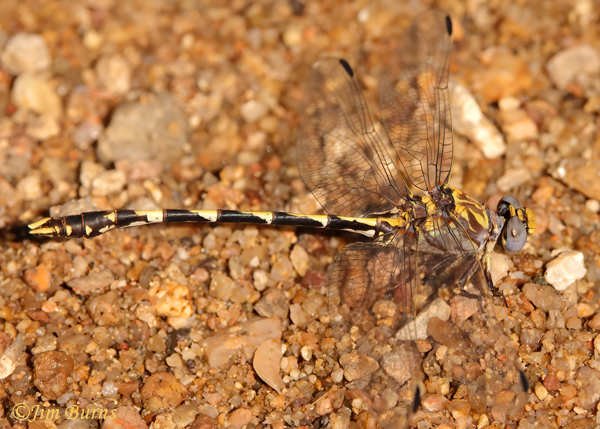 Gray Sanddragon male, Maricopa Co., AZ, May 2022--2040