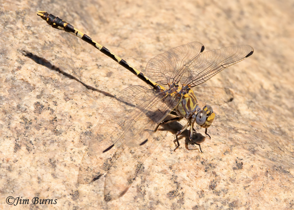 Gray Sanddragon male wing shadow, Maricopa Co., AZ, May 2022----2052