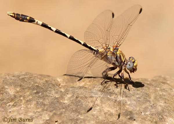 Gray Sanddragon male, Maricopa Co., AZ, June 2022--7583