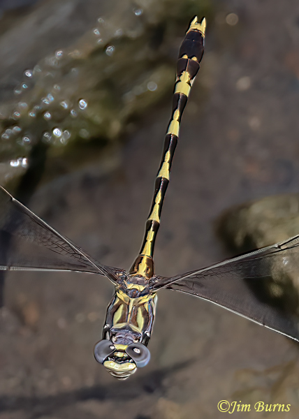 Gray Sanddragon male in flight, Maricopa Co., AZ, August 2024--0826