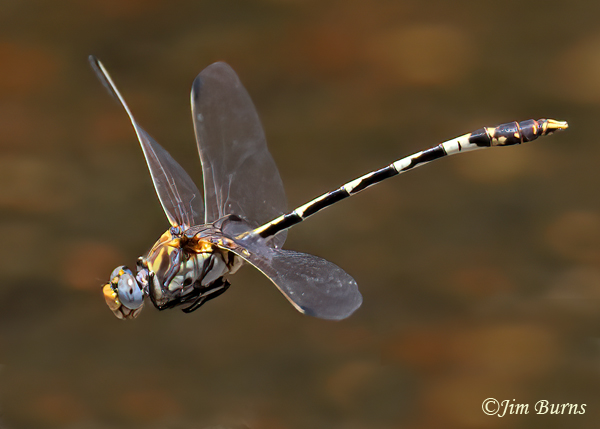 Gray Sanddragon male in flight #2, Yavapai Co., AZ, July 2023--9153