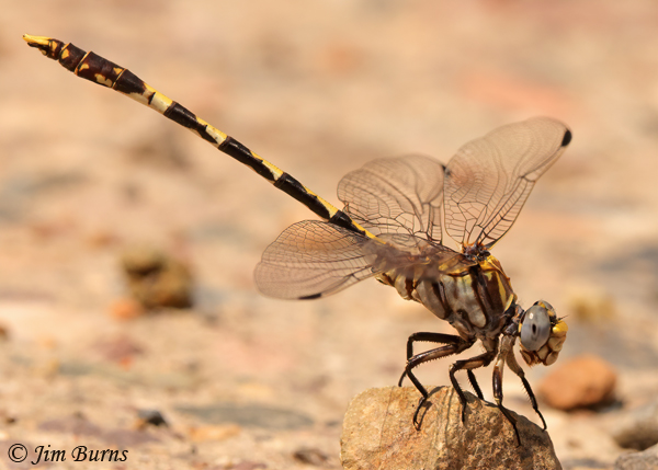 Gray Sanddragon male obelisking, Maricopa Co., AZ, July 2021--9497