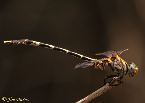 Gray Sanddragon male, Maricopa Co., AZ, July 2021--9568