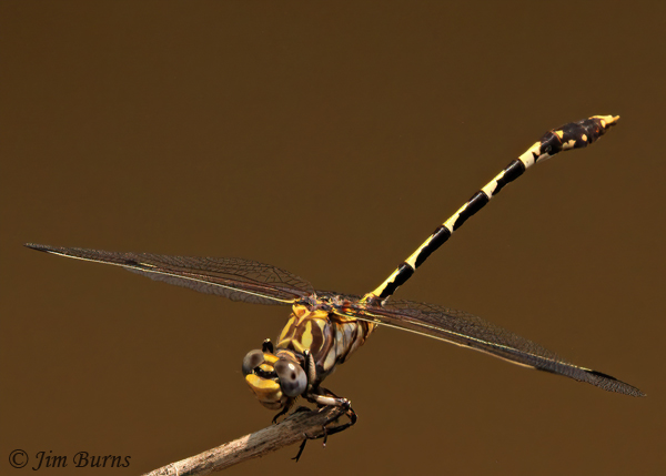 Gray Sanddragon male, Maricopa Co., AZ, July 2021--9577