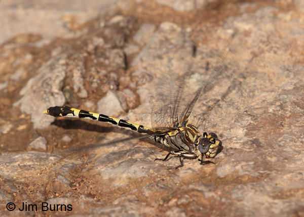 Gray Sanddragon female, Cochise Co., AZ, July 2013