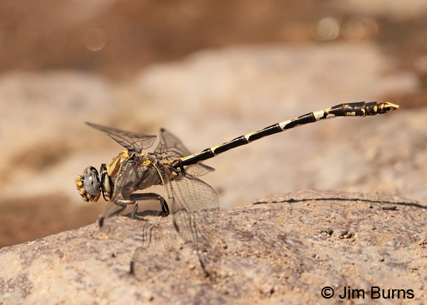 Gray Sanddragon male, Cochise Co., AZ, July 2013