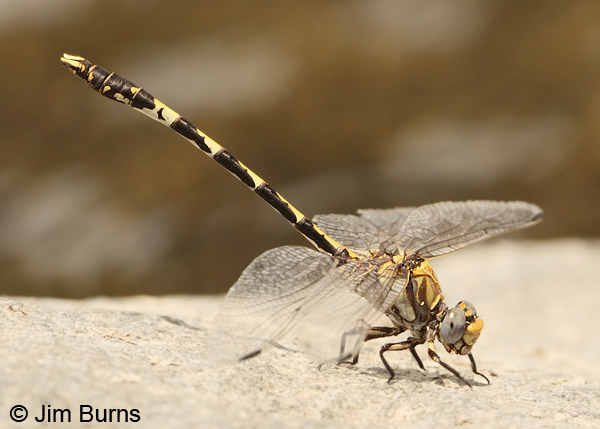 Gray Sanddragon male, Gila Co., AZ, June 2012