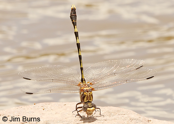 Gray Sanddragon male, Greenlee Co., AZ, August 2013