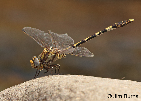 Gray Sanddragon male, Maricopa Co., AZ, September 2014