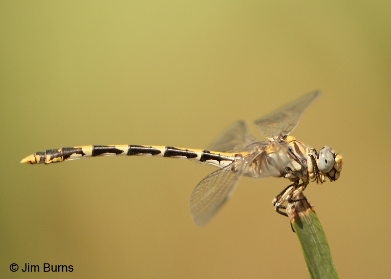 Gray Sanddragon male, Maricopa Co., AZ, August 2011