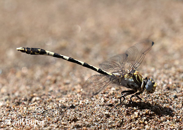 Gray Sanddragon male, Pinal Co., AZ, July 2017