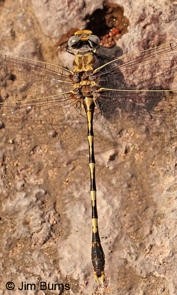Gray Sanddragon male dorsal view, Cochise Co., AZ, July 2013