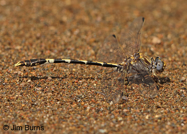 Gray Sanddragon male on sand, Maricopa Co., AZ, September 2014