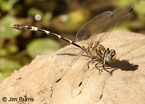 Gray Sanddragon male, Pinal Co., AZ, October 2017
