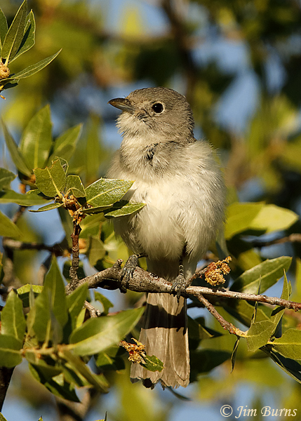Gray Vireo in habitat--2691