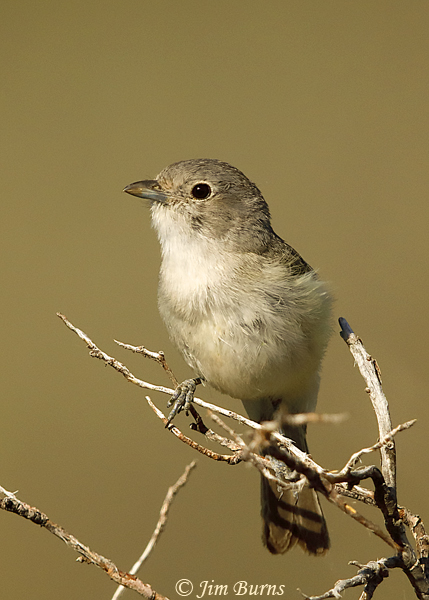 Gray Vireo--2785