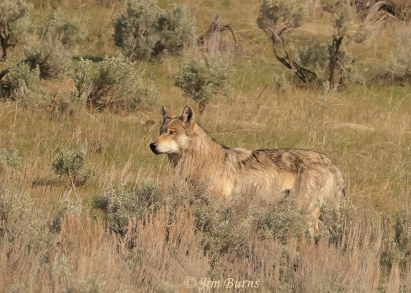 Gray Wolf on alert--1704