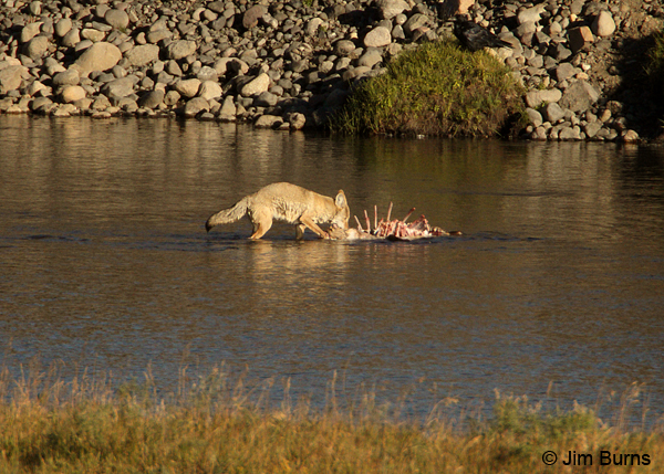 Gray Wolf pup on Elk carcass