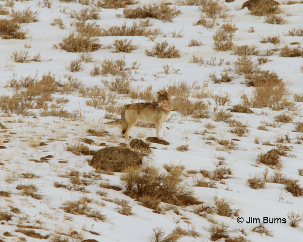 Gray Wolf in snow